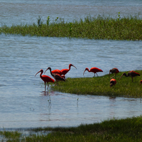 Brasiliens Vogelwelt